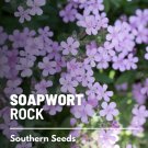 seeds soapwort, rock - heirloom easy to grow medicinal herb non-gmo (sapon