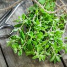 2000 seeds sweet marjoram heirloom non-gmo seller