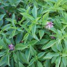150 seeds licorice basil non-gmo fresh for gardens