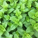 500 seeds spearmint (english mint) mentha spicata herb flower