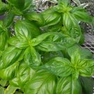 seeds sweet genovese italian basil culinary herb makes best pesto