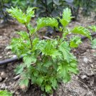 250 seeds mrihani basil seed packet certified organic zanzibar heirloom licorice