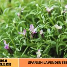 100 seeds | spanish lavender #c