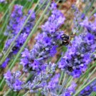 150 seeds portuguese spike lavender lavandula latifolia blue purple flower herb