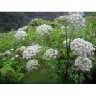 seeds carom heirloom 300 100% organic non gmo grown in