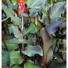 seeds canna indica red edible and beautiful -