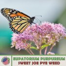 500 sweet joe pye weed seeds, perennial, bee & butterfly attractor, genuine