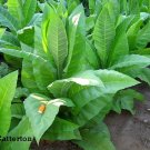 1000 seeds catterton tobacco ~ heirloom nicotiana tabacum air cure variety