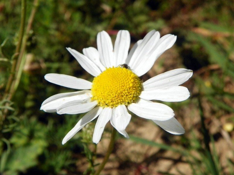 seeds 2000 chamomile flower