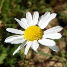 seeds 2000 chamomile flower
