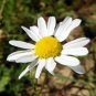 seeds 2000 chamomile flower