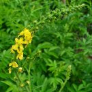 seeds sweet agrimony * agrimonia procera herb flower 20