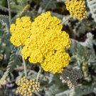 seeds 100 yellow yarrow - achillea clypeolata outstanding cut flower