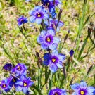 200 seeds blue eyed grass (western or californian) sisyrinchium bellum flower