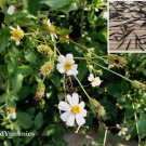 150 seeds bidens alba spanish needle shepherds beggarticks romerillo
