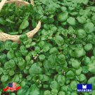 1000 seeds cress herb watercress non-gmo heirloom bogo 50% off