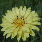 seeds 50 false dandelion herb (hypochaeris radicata) cat's ear, fresh organic