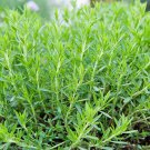 seeds 100 russian tarragon herb * perennial aromatic count pkt.