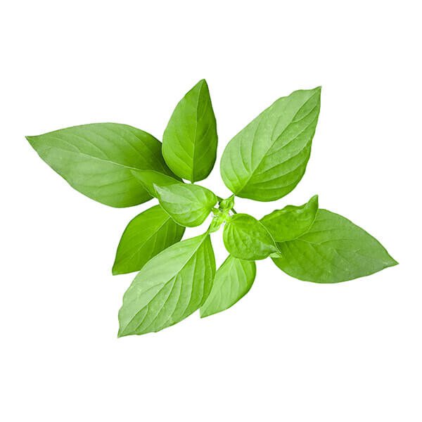 200 seeds lemon basil -