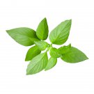 200 seeds lemon basil -