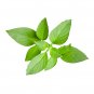 200 seeds lemon basil -