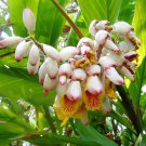 5 seeds kat ginger pink & yellow shell alpinia katsumadai hayata flower herb