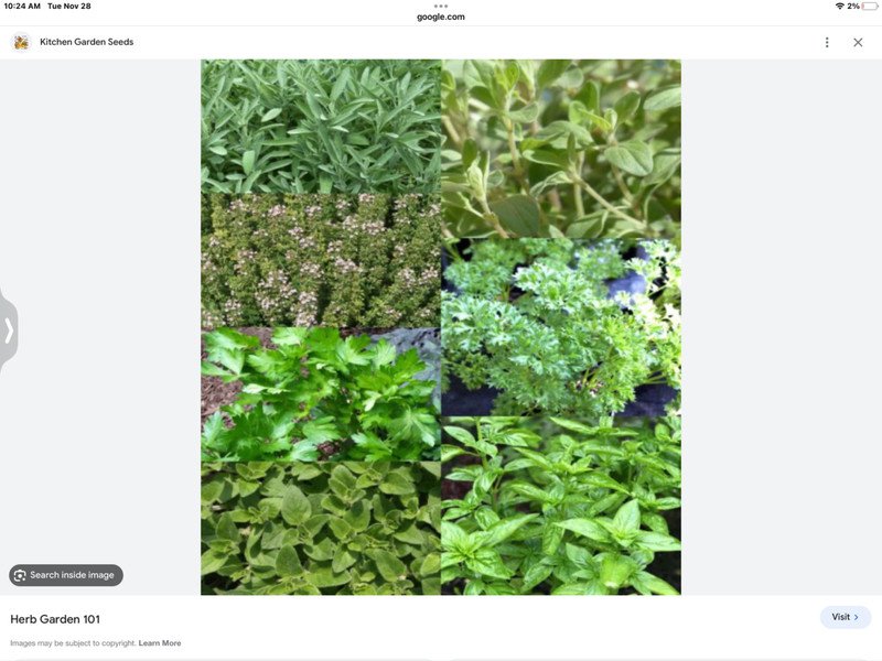 seeds 6 herb indoor type mini packs basil thyme parsley oregano dill cilantro