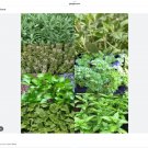 seeds 6 herb indoor type mini packs basil thyme parsley oregano dill cilantro