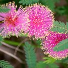 seeds mimosa quadrivalvis hardy sensitive plant rare