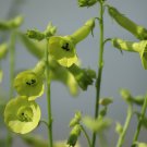 seeds 200 nicotiana lime green flower (nicotiana alata) - attracts hummingbirds