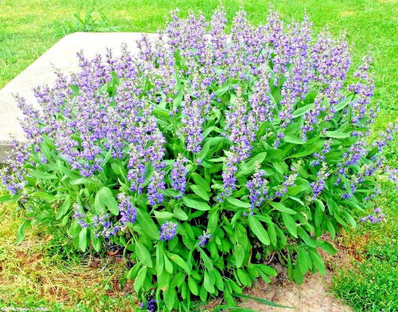 seeds 201culinary broadleaf kitchen sage organic native herb garden container