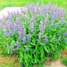 seeds 201culinary broadleaf kitchen sage organic native herb garden container