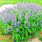 seeds 201culinary broadleaf kitchen sage organic native herb garden container