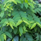 seeds sauropus androgynus katuk - sweet leaf- herb