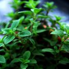 2021 oregano seeds- italian herb 500 for $1.69 max /order