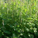 seeds 2024 100 new holy basil - organic kapoor tulsi bubblegum scent herbal