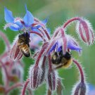50 seeds borage edible flowers and leaves heirloom annual non-gmo