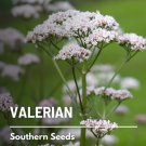 100 seeds valerian (valeriana officinalis) • medicinal bee friendly