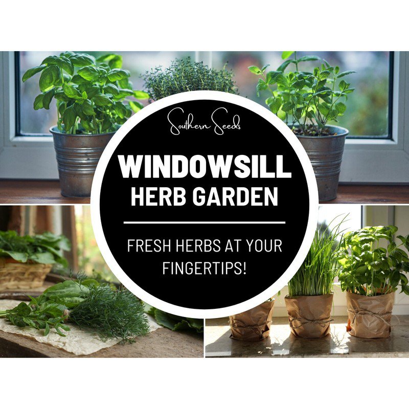 6 windowsill herb seed collection - culinary herbs heirloom non-gmo