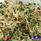 3200 seeds alfalfa fresh organic sprouting non-gmo heirloombogo 50% off