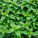 seeds 500 organic spearmint herb mentha spicata mint tea , non-gmo for