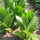 1000 456 seeds moldovan tobacco ~ tall heavy producing nicotiana tabacum