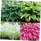seeds mixed hosta perennial plants grow easily for planting