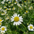 german chamomile (1,000 seeds) apple scent for tea or pollinators