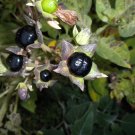 seeds 1g ~900 atropa belladonna wicca herb 'deadly nightshade' 'devil's cherry'