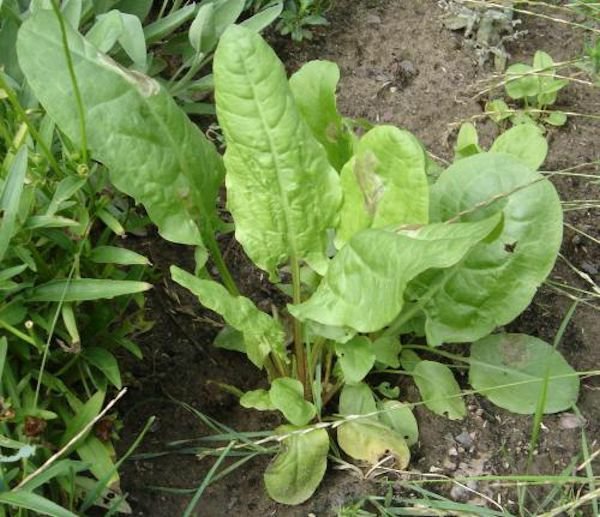 1500 seeds large leaf sorrel that is 1.8 grams of non-gmo, heirloom