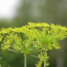 seeds dill - long island mammoth heirloom qty:
