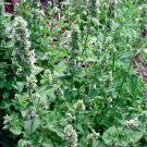 seeds 200 catnip fresh herb (nepeta cataria) catswort, organic non gmo catmint