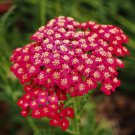 1500 seeds yarrow red rubra perennial 36" cut flowers pollinators non-gmo