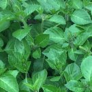 seeds 2024 500 new holy basil - organic kapoor tulsi temperate ayurvedic herb